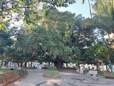 Figueira Centenária - Foto por Wesley Rocha