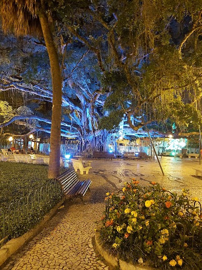 Figueira Centenária - Foto por Taylana de Borba