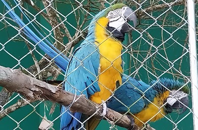 Zoobotânico Joinville. - Foto por Jacqueline Larsen